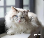 Фото временно отсутствует