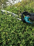 Кусторез Makita UH020GD101 аккум., вид 14
