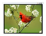 Экран Lumien 305x305 см Master Picture LMP-100107 1:1 настенно-потолочный рулонный