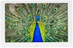 Фоторамка Digma 10.1" PF-1043 IPS 1280x800 белый пластик ПДУ Видео, вид 14