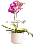 Светильник фито Cactus GARDEN светод. 7.5Вт цв.св.:белый (CS-LED-ORCHID)