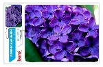 Фото временно отсутствует